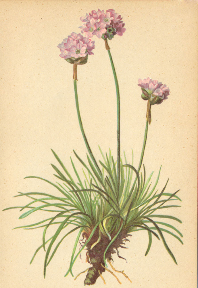 ALPENFLORA ALPINE FLOWERS. Armeria alpina (Hoppe) W-Alpengrasnelke 1897 print